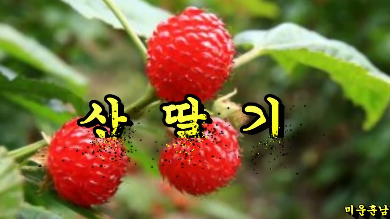 산딸기  -  나훈아