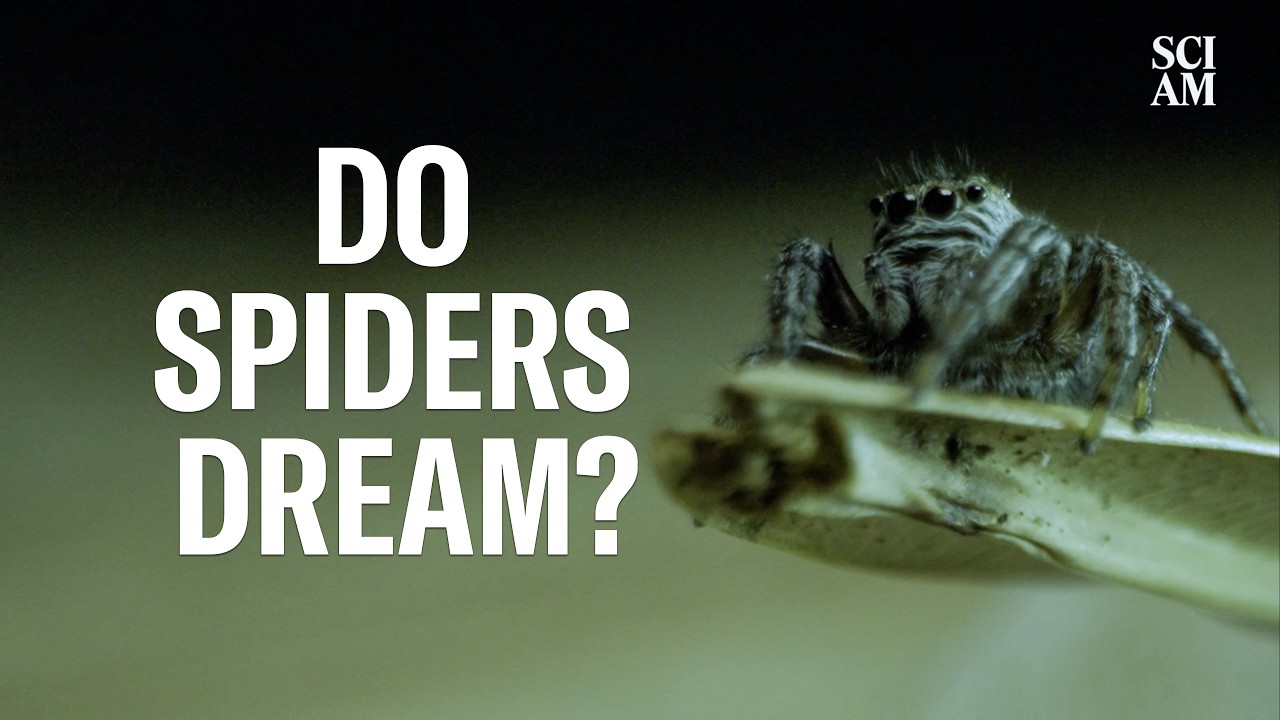 Do Spiders Dream Like Humans Do? This Researcher Wants to Find Out.