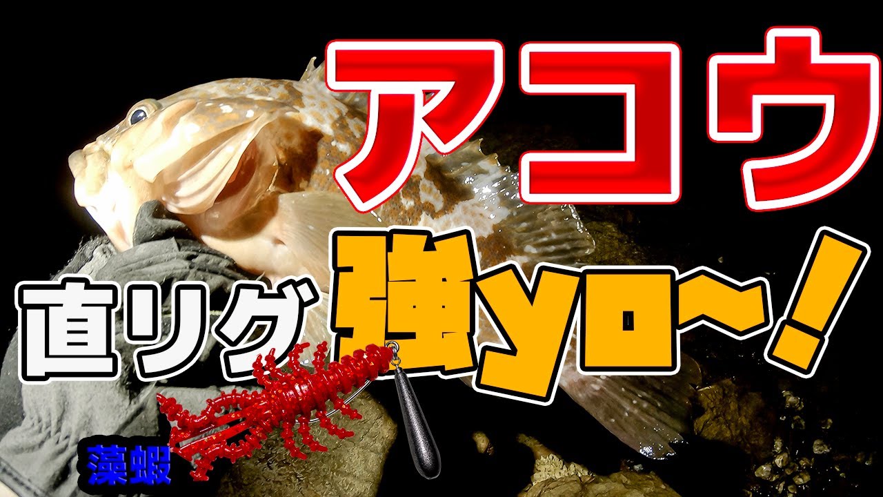 アコウ釣りで直リグ(ジカリグ)を試してきました！良いサイズの数も出て直リグの強みを感じる釣行となりました。