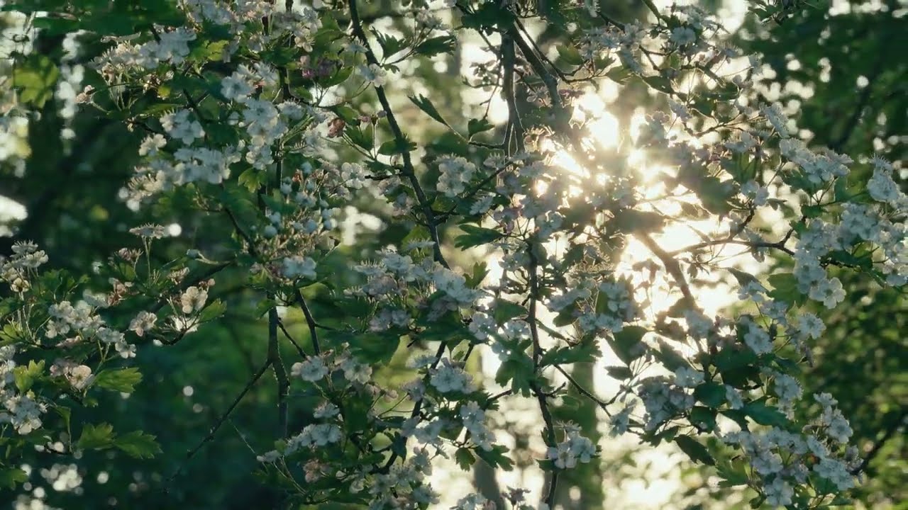 Flowers, trees, spring free stock video  Free for use & download