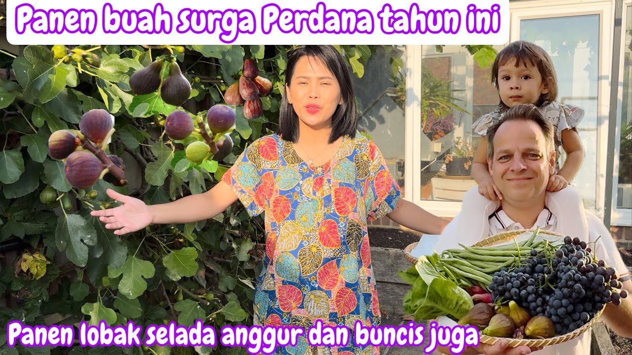 PANEN BUAH SURGA PERDANA TAHUN İNİ || PANEN LOBAK SELADA ANGGUR DAN BUNCIS DI KEBUN
