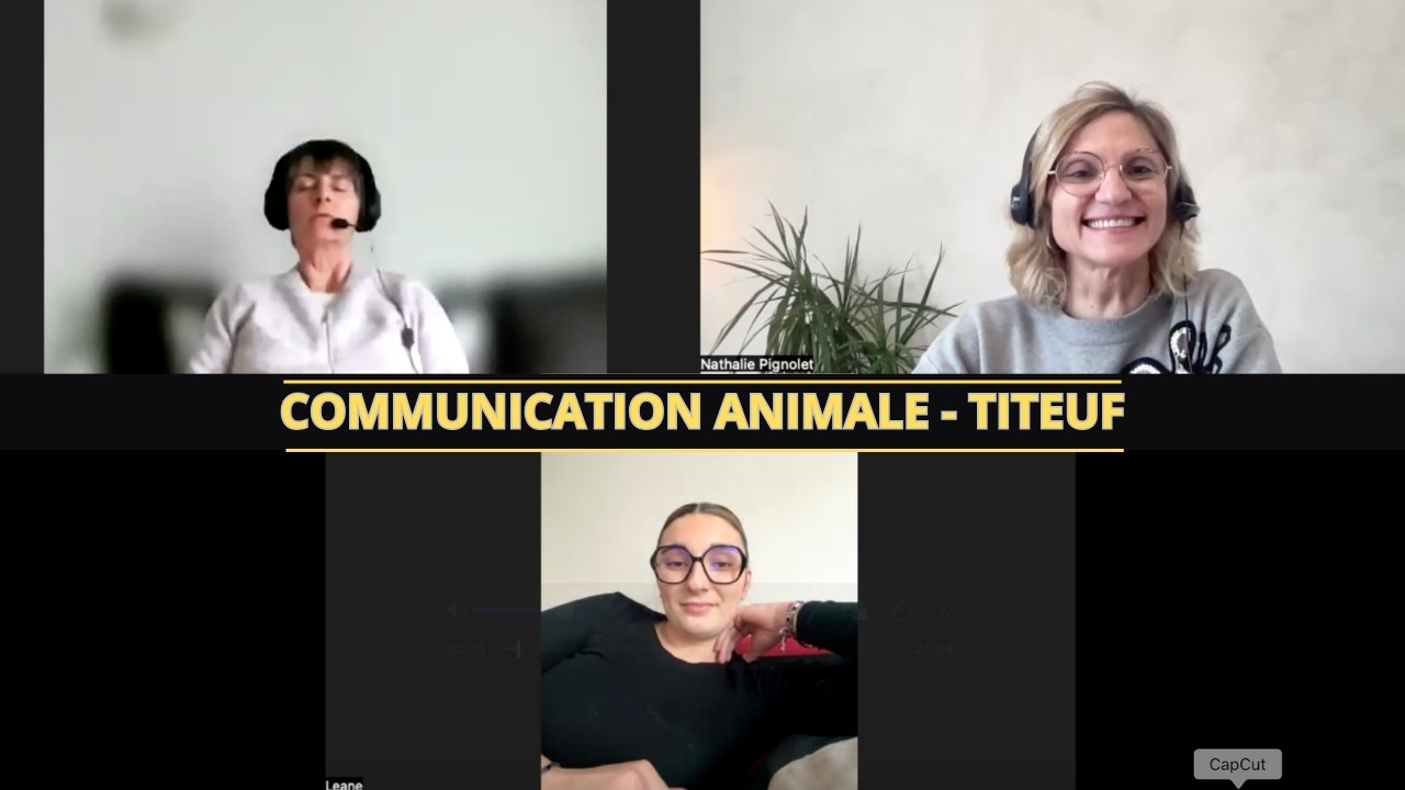 Hypnose régressive : Communication animale avec Titeuf (chat défunt)