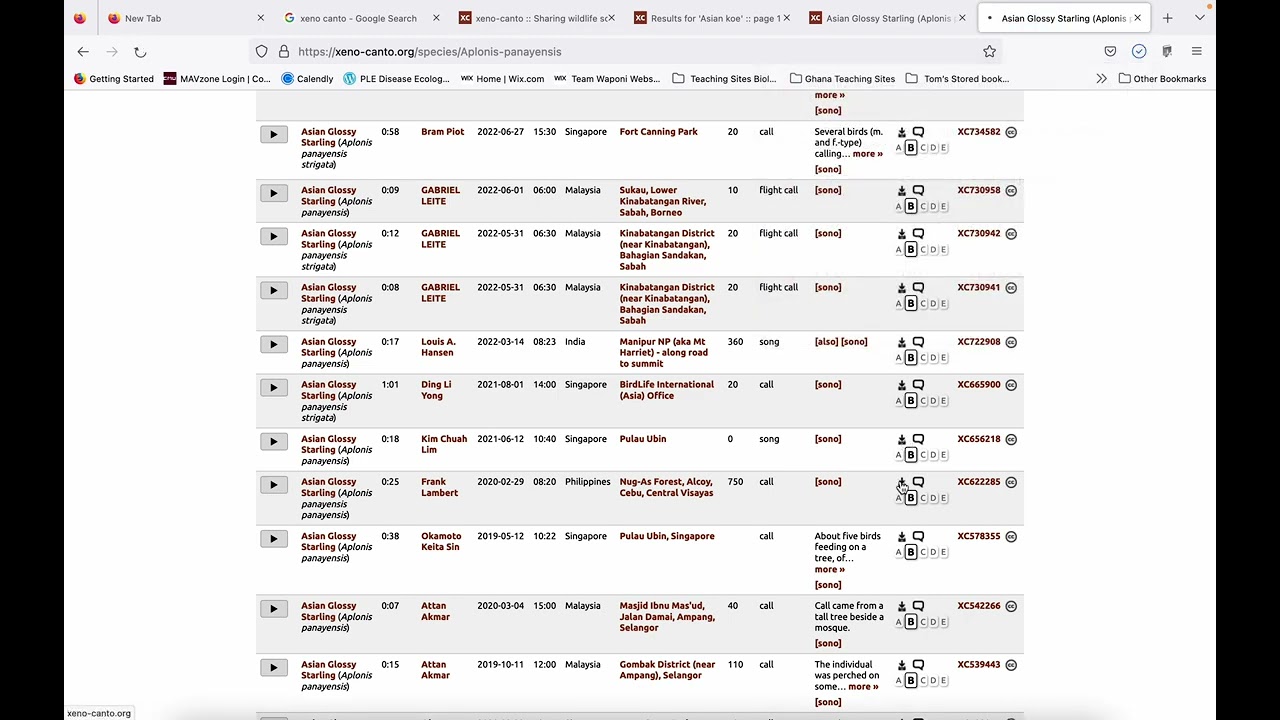 How to find bird recordings on xenocanto