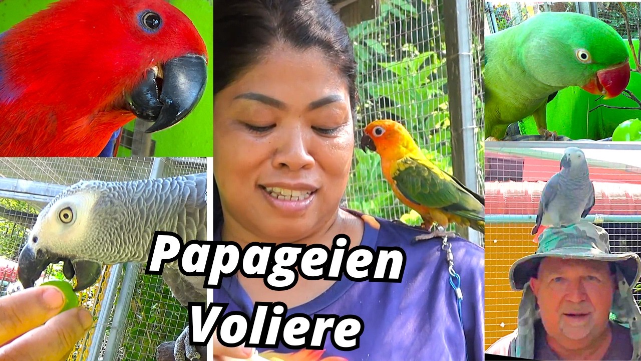 Die Papageien Voliere aus Thailand. Pornpana hat eine neuen Freund. ❤️😍