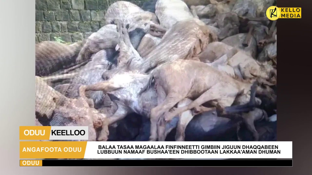 ODUU KEELLOO | KELLO MEDIA (Caamsaa 9, 2023)