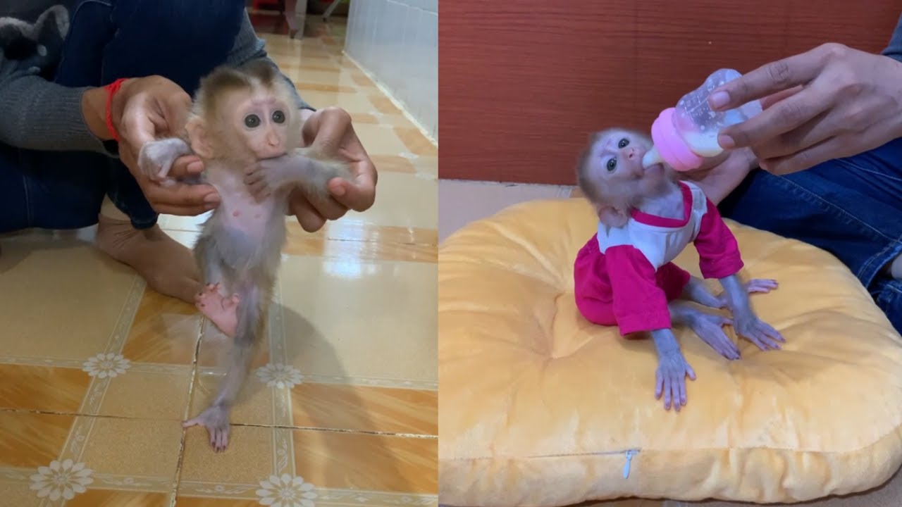 Cute Baby Monkey Being Bottle-Fed ❤️ Full Care & Growth Moments