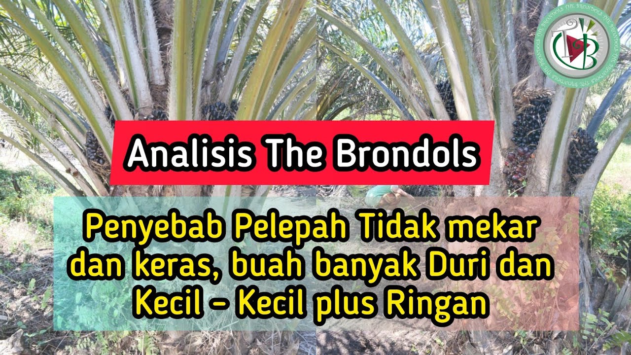 Analisis The Brondols : Penyebab Pelepah Tidak mekar dan keras, buah banyak Duri,Kecil plus Ringan
