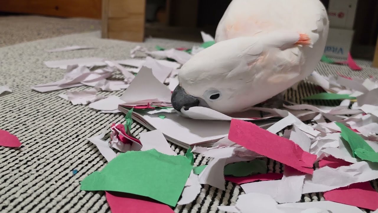 Arts & Crafts With A Cockatoo 