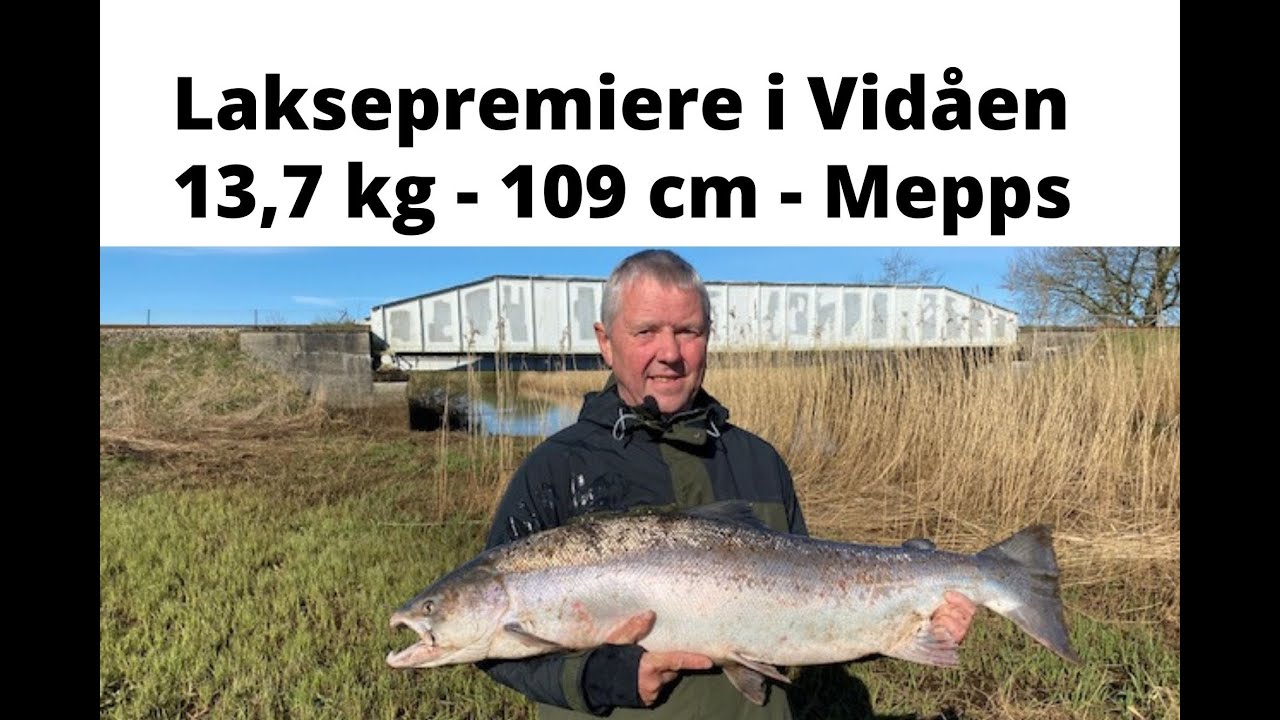 Tønder: Laksepremiere 2022 i Vidåen - 13,7 kilo - 109 cm