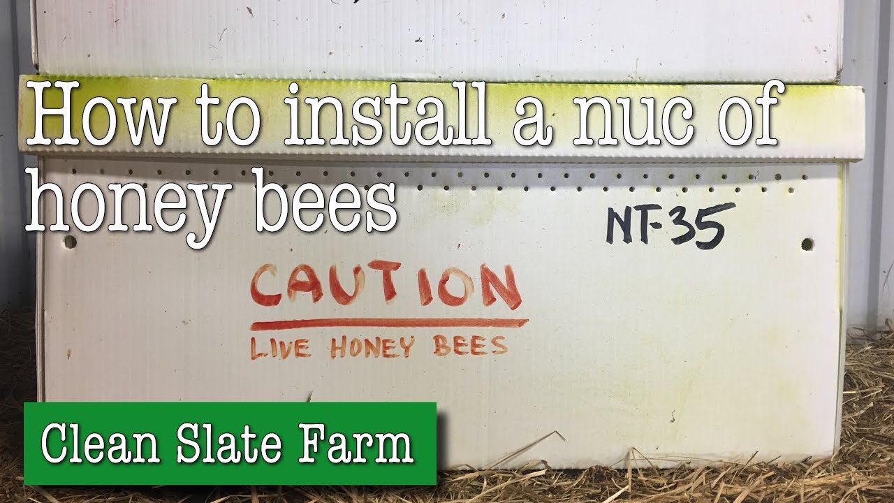 How to install a nuc of honey bees