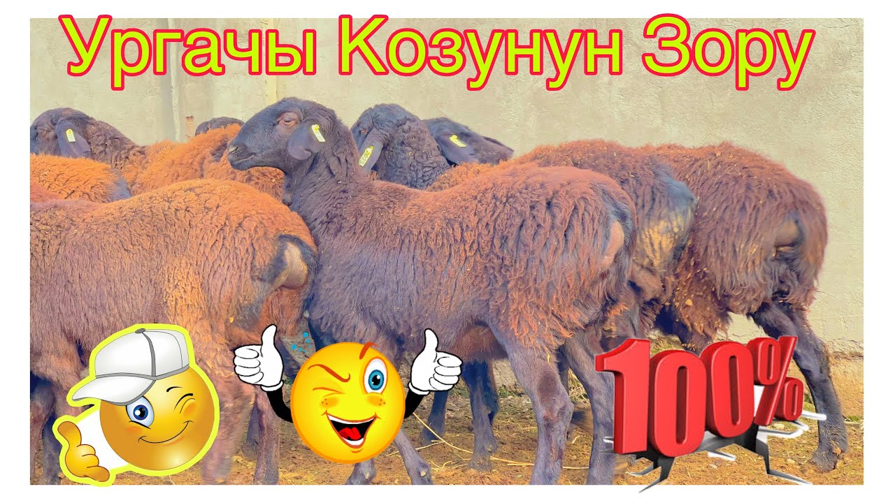 🍒🌰Энчинин Зору чыкты Тайлак акадан🚚@BARPYKG 
