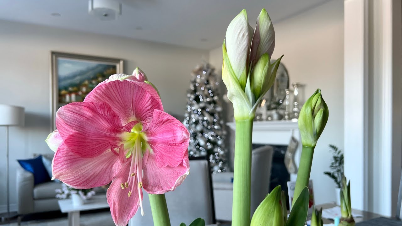 Forcing Amaryllis Bulbs to Rebloom + Easy Care // Snowy Day in December 2021