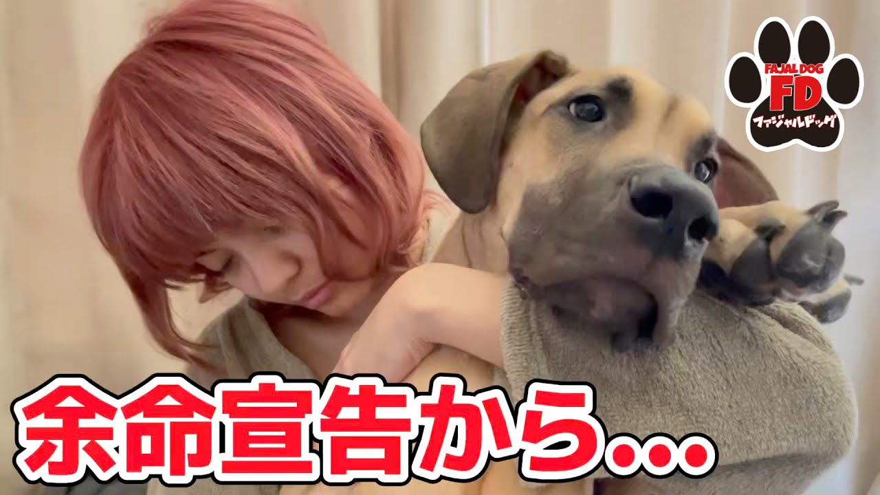 【大型犬５匹】大事なお話が２つあります！