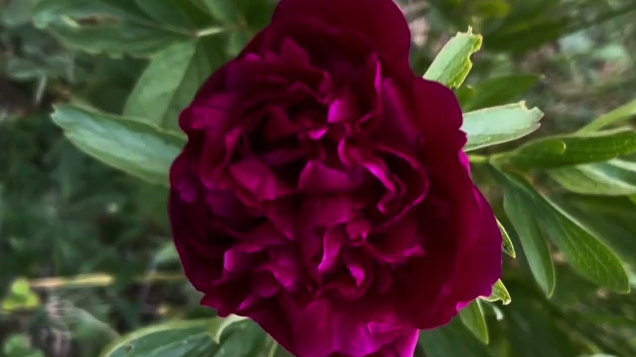 Paeonia Officinalis Shrub