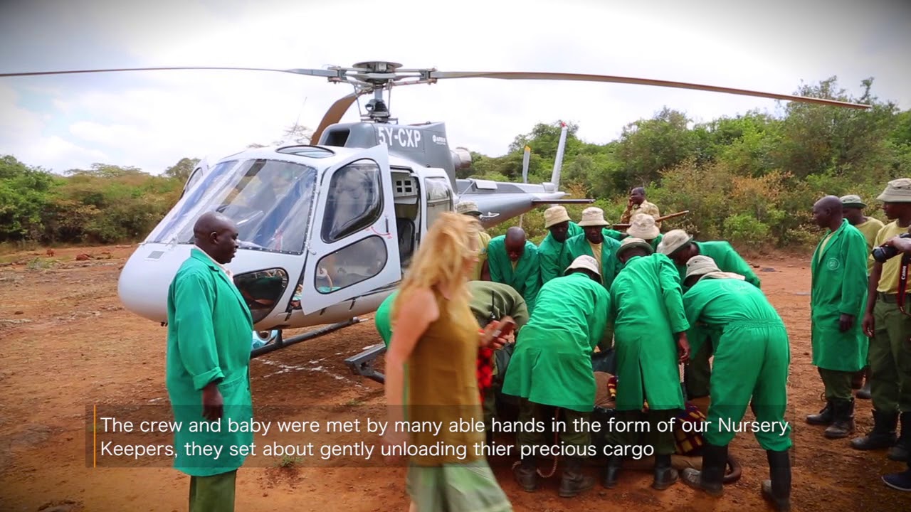 Maktao's Rescue | Sheldrick Trust