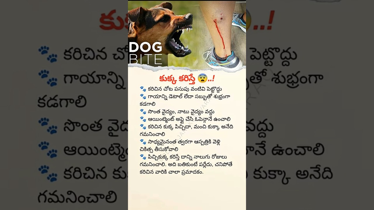 🐕😨What to do when DOG Bites #dog #dogs #telugu #doctor #treatment#dogsworld #firstaid