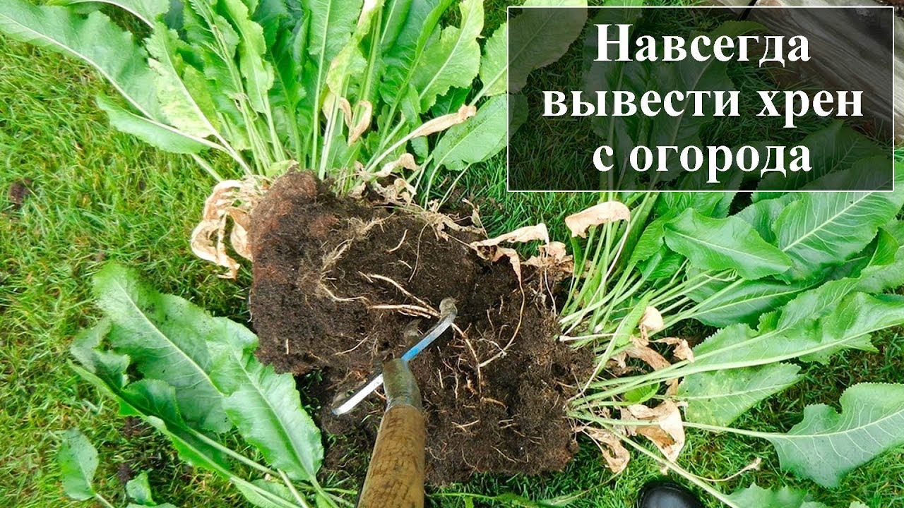 Как вывести хрен с огорода навсегда