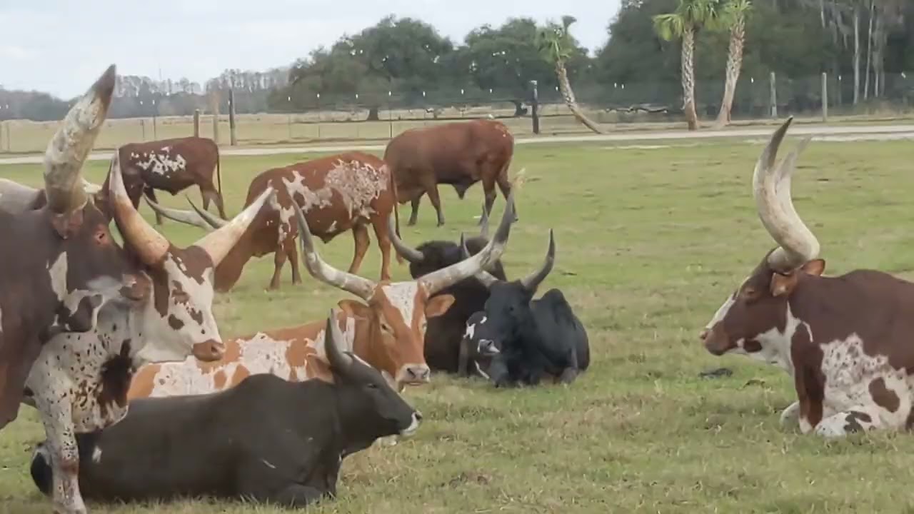 Tour of Wild Florida
