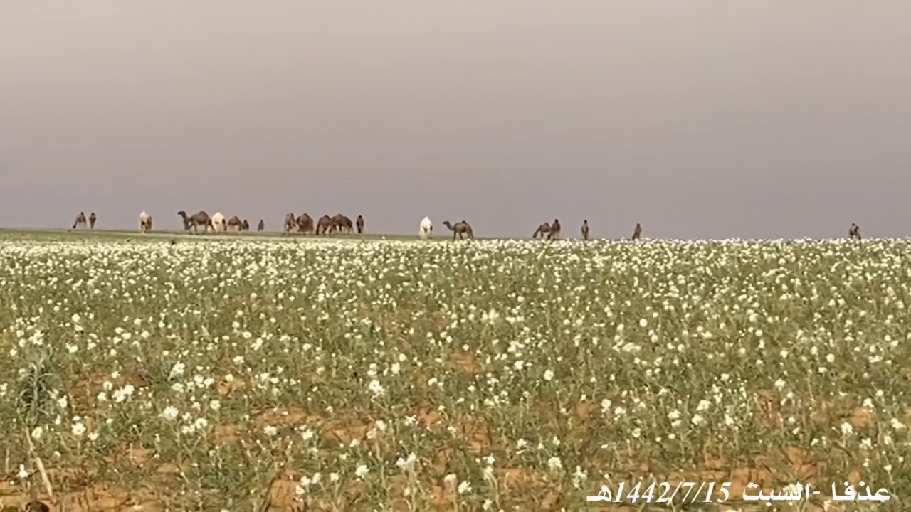 ودنا فالبر ناخذ لنا جولة عذفا-السبت 1442/7/15هـ
