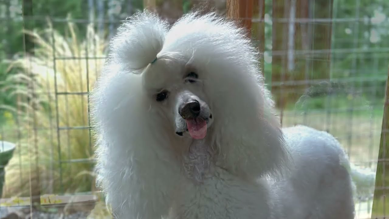 BREEZANHOPE STANDARD POODLE DIET