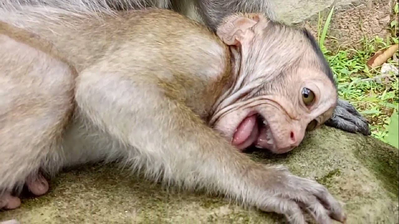 Baby Monkey Became A King Of Crying Let See ST681Mono Monkey
