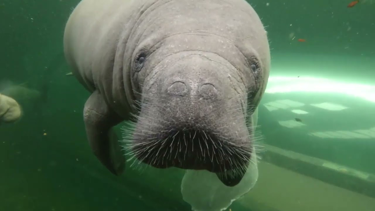 Conoce a nuestra familia de manatíes