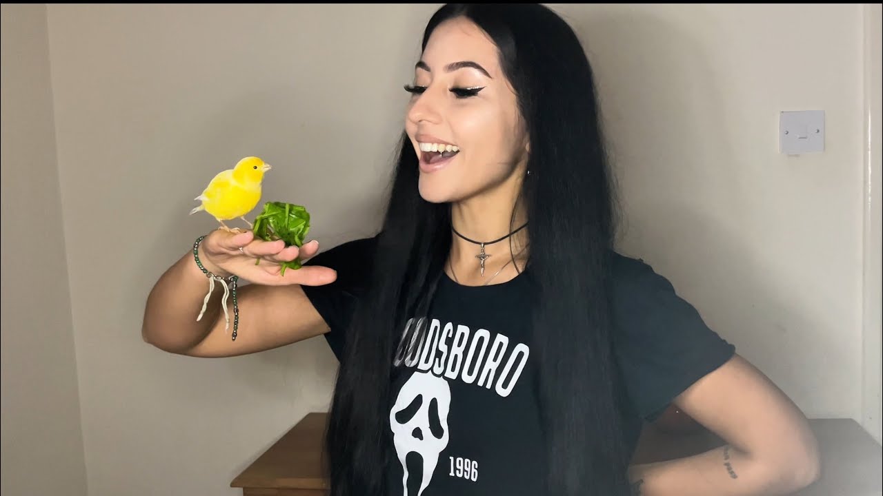Quick Tips to Tame Your Bird 