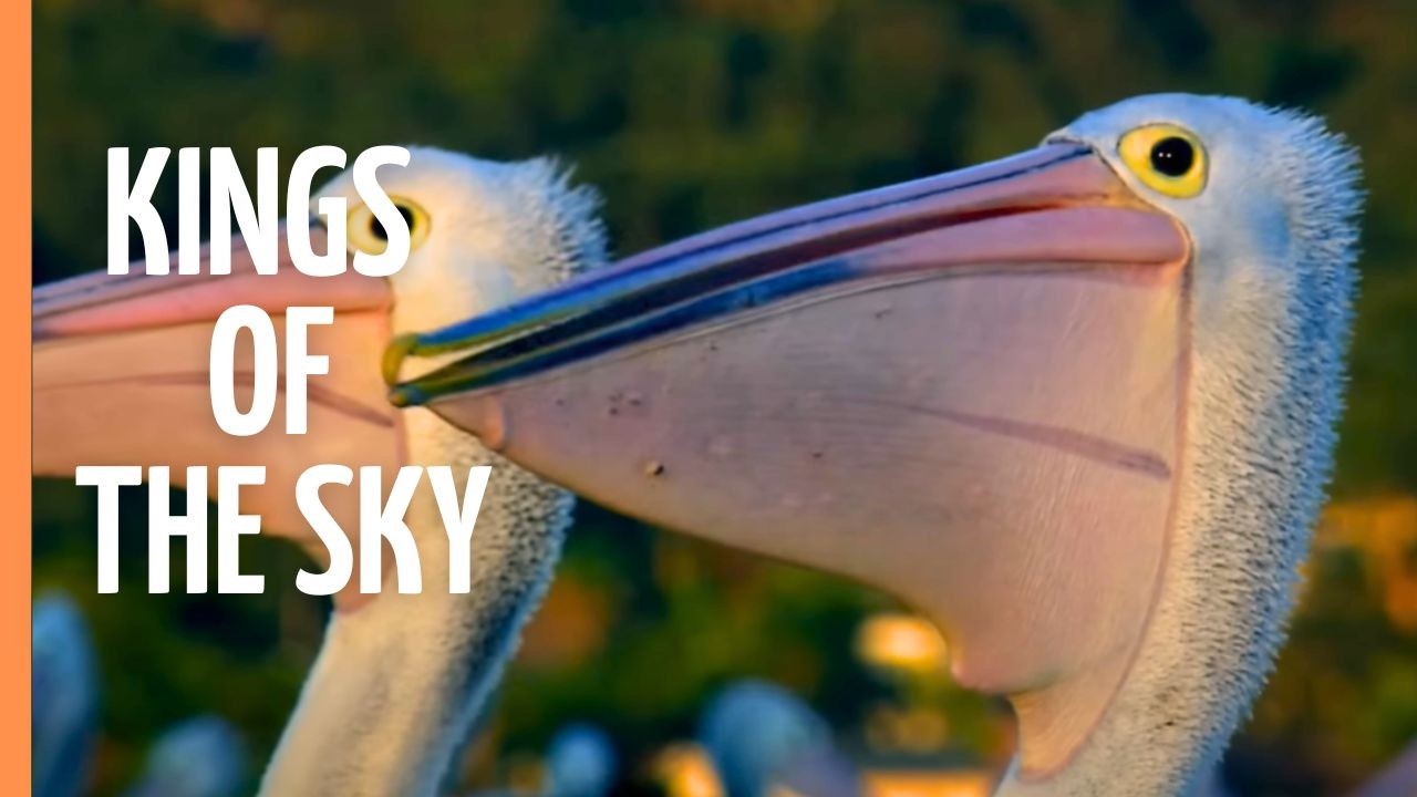 BORN TO FLY: Extraordinary Bird Survival Strategies | Nature Documentary