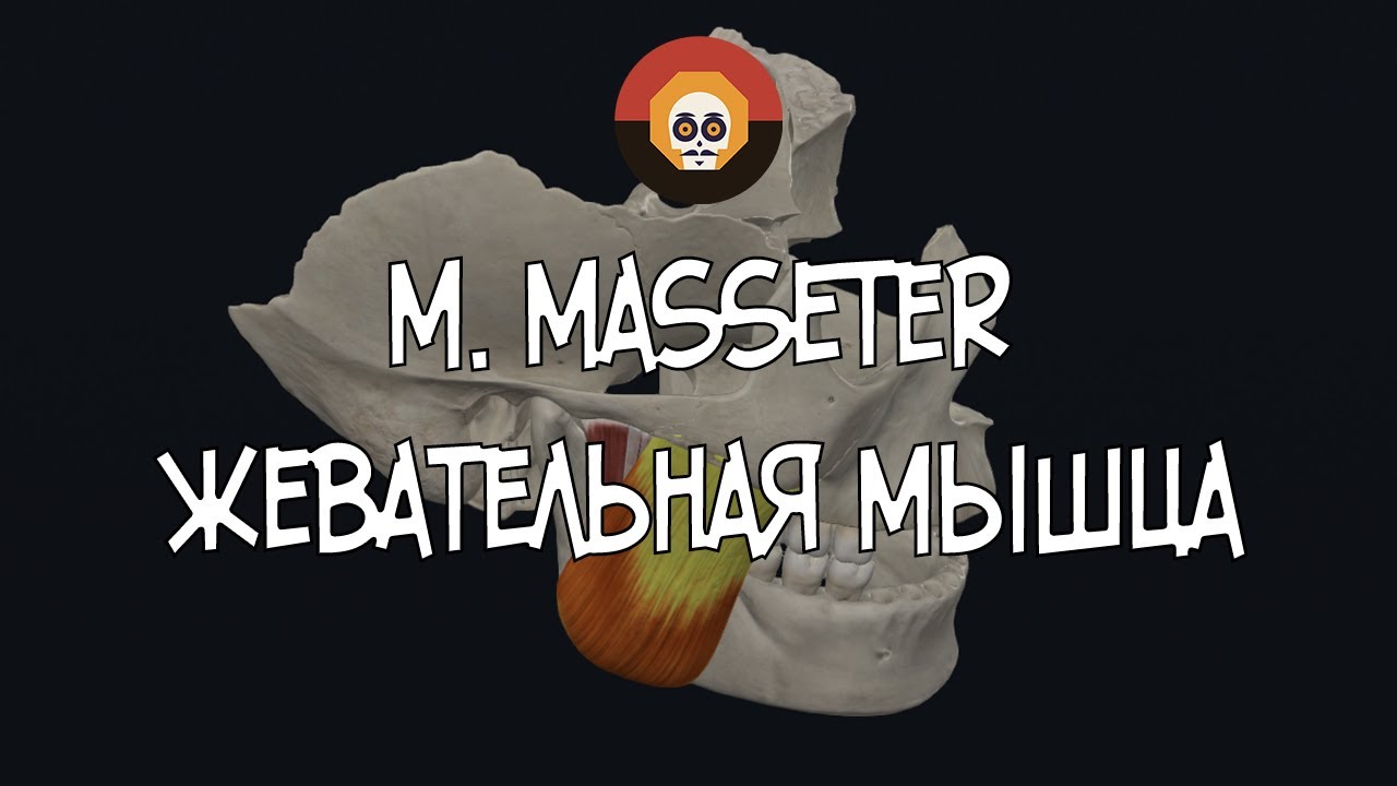 Жевательная мышца (m. masseter) 3D Анатомия