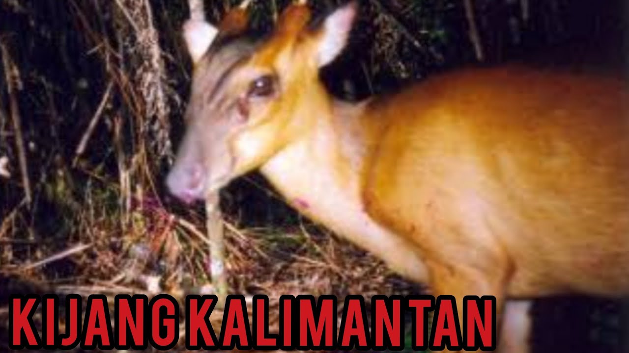 Berburu kijang malam hari