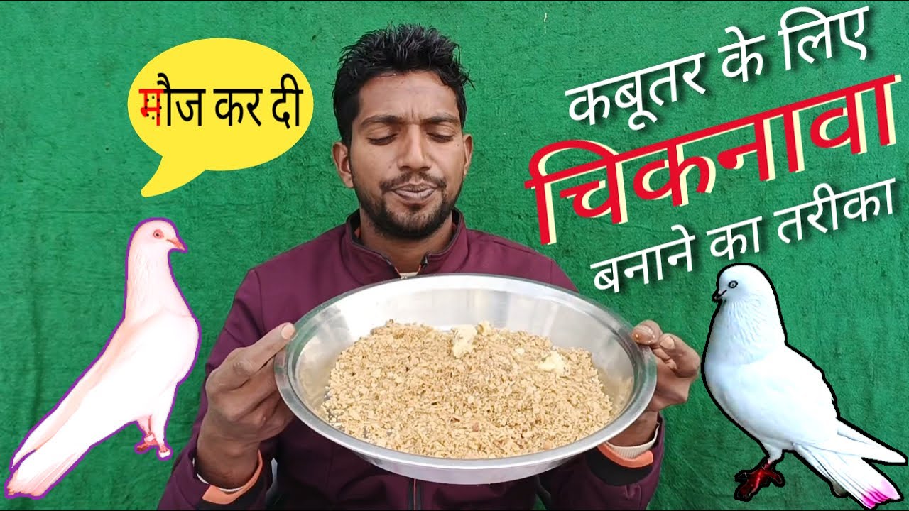 Kabutar ke liye chiknava banane ka tarika | कबूतर के लिए चिकनावा बनाने का तरीका #trendingvideo