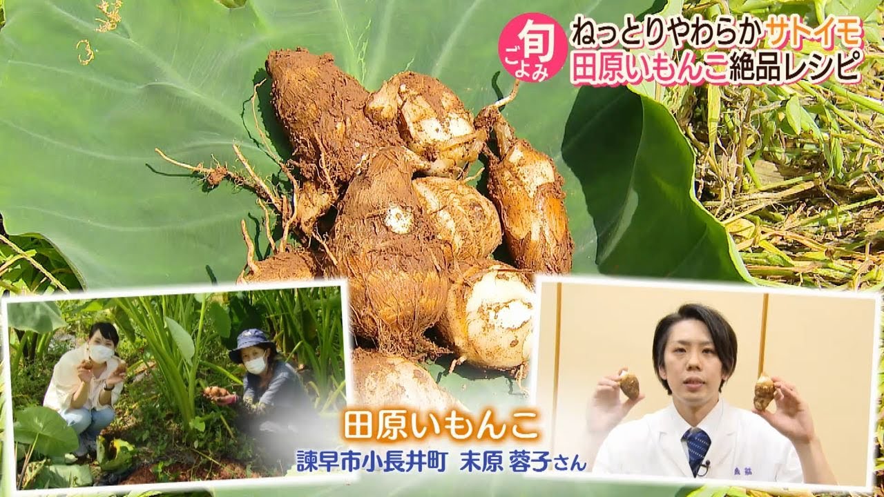 ながさき旬ごよみ　諫早市小長井町　秋の味覚！里芋【NCCスーパーJチャンネル長崎】