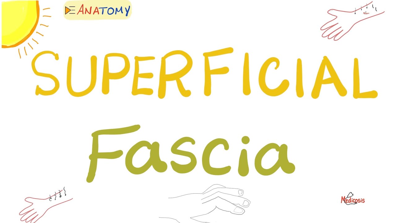 Superficial Fascia (Hypodermis) | Anatomy Playlist