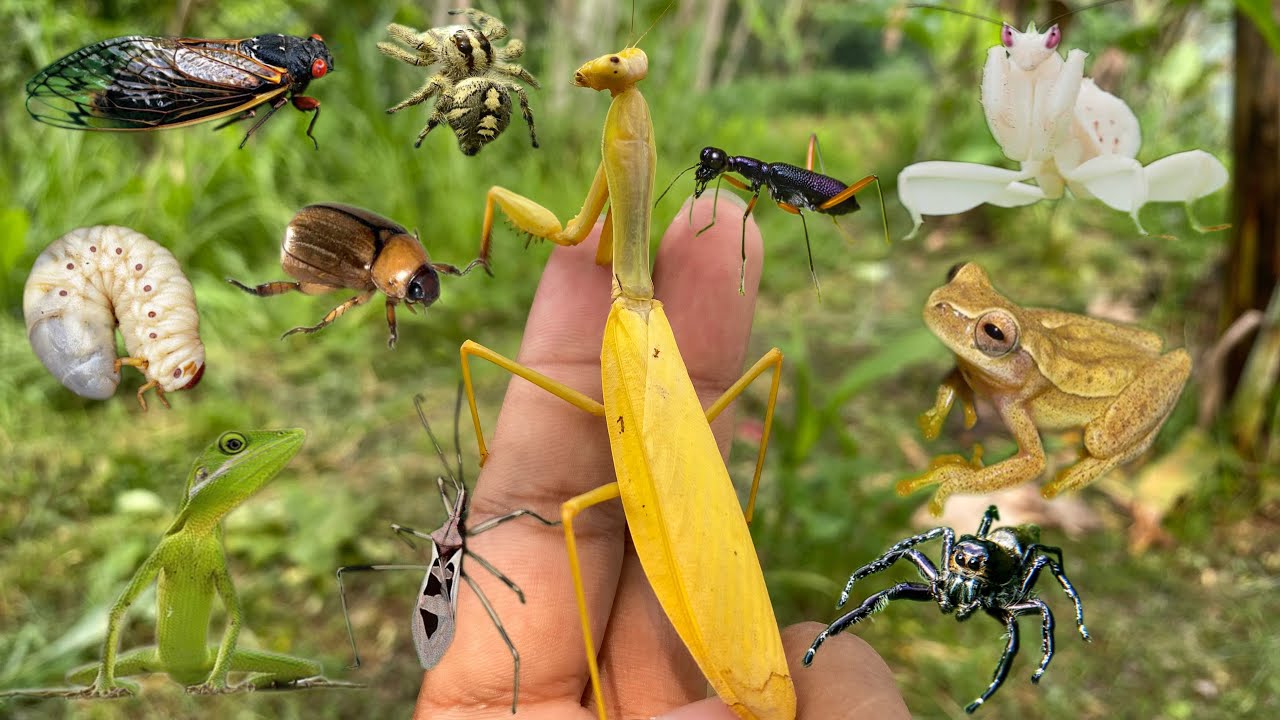 extraordinary: a type of beautiful insect habitat