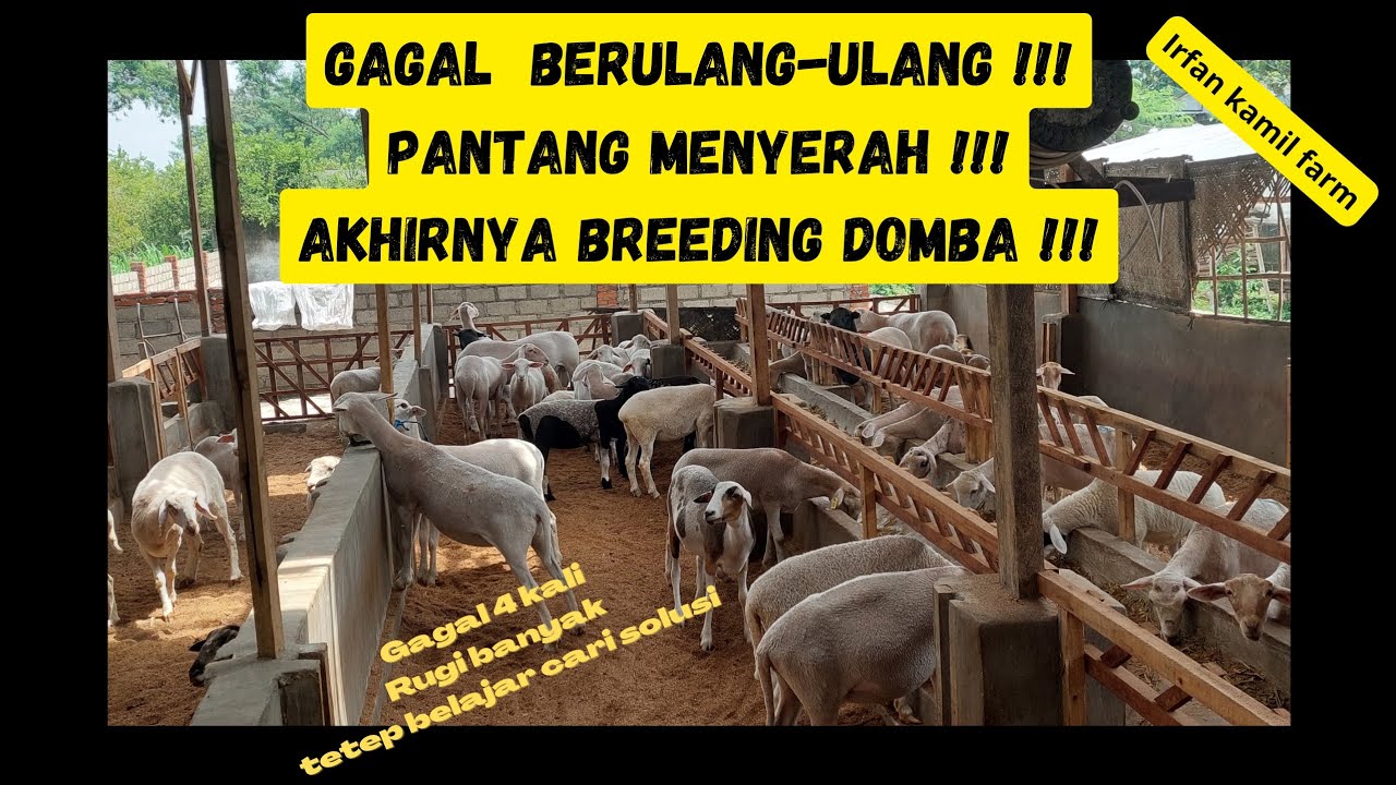 BUAT YANG MAU SUKSES TONTON VIDEO INI ‼️ IRFAN KAMIL FARM #domba #dombamurah #kambing #ternak