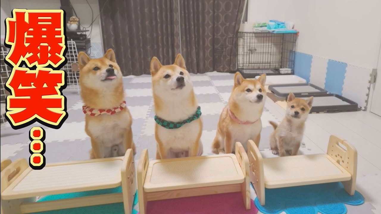 子犬の食事前の行動が、面白過ぎて笑っちゃいました