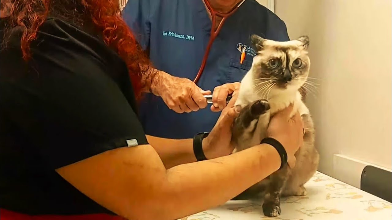 🙀 🩺💉 Вакцинация моей милой кошечки Луны 🐾 Подстригаем кошачьи когти 🙀 Ветеринарная клиника 🙀 #кош...