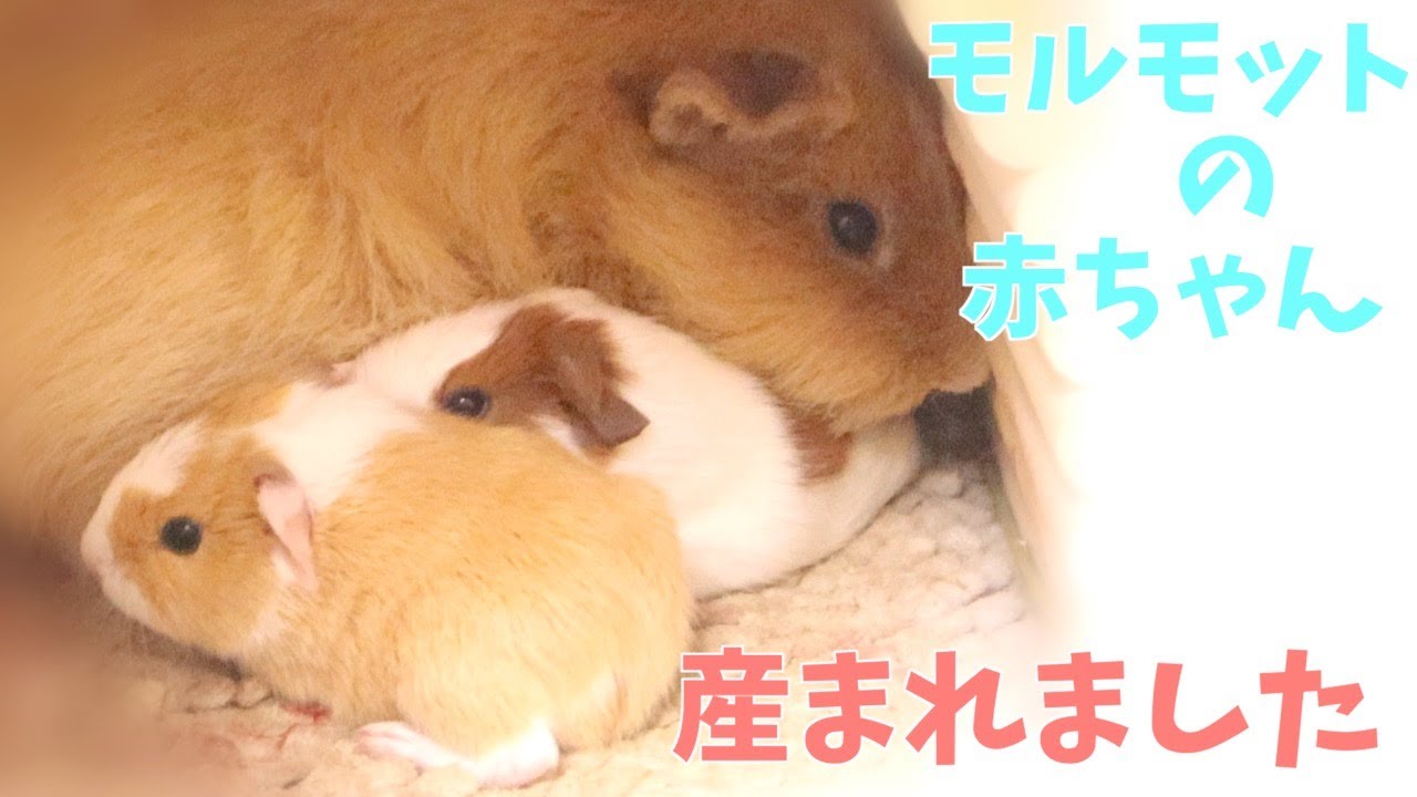 【モルモット】赤ちゃんが産まれました