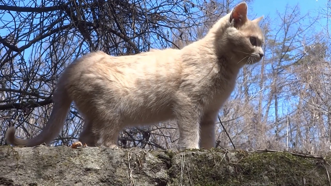 Cute cat 🐈 meowing (i 00017)