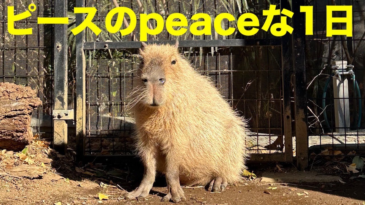ピースのpeaceな1日　大宮公園のカピバラたち