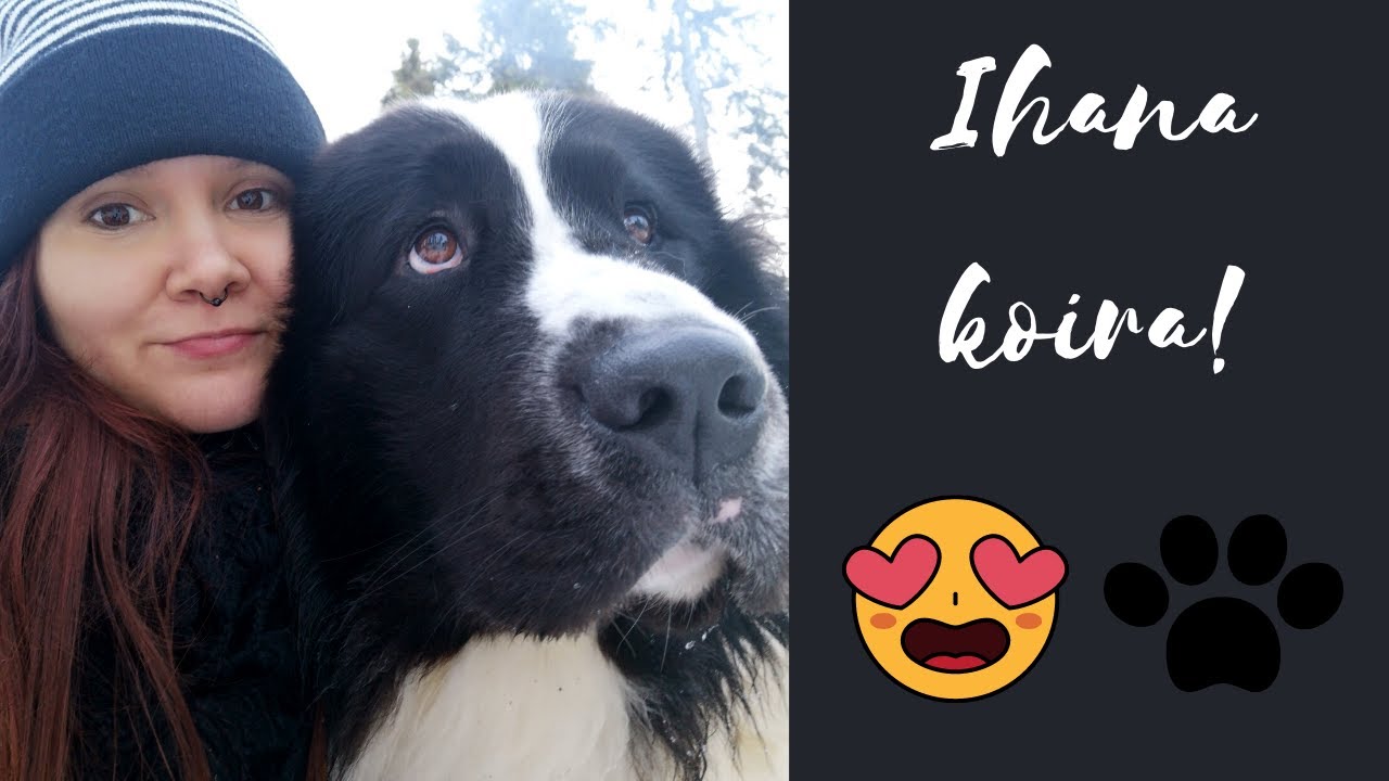 Vlogi: j&auml;ttikoira hoidossa!