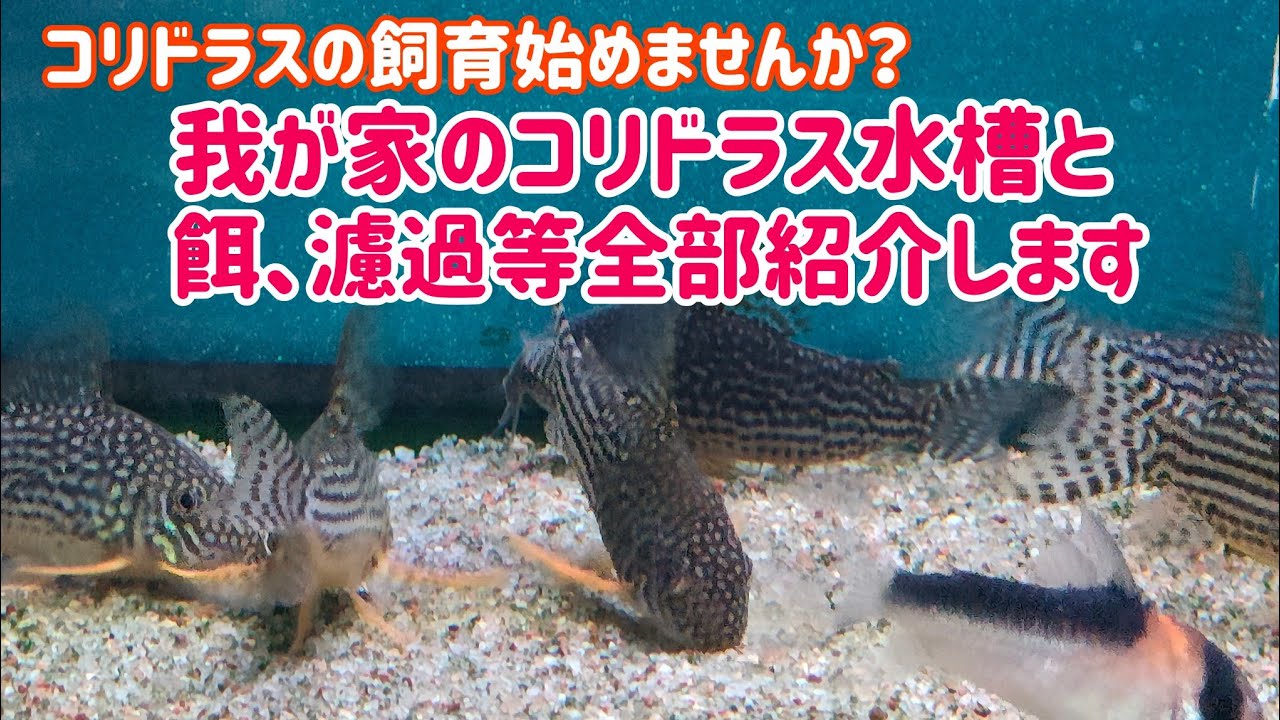 【コリドラス】コリドラス飼育4年で安定した飼育が出来ています
