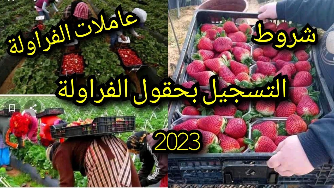 كل مايخص عاملات الفراولة🍓الموسميات بإسبانيا 2023 الوثائق المطلوبة لهذه السنة  وشروط التسجيل