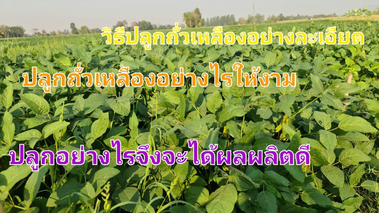 ดูให้จบนะคะ#ขั้นตอนการปลูกถั่วเหลืองอย่างละเอียด ทำอย่างไรให้ต้นสมบูรณ์ออกลูกดก