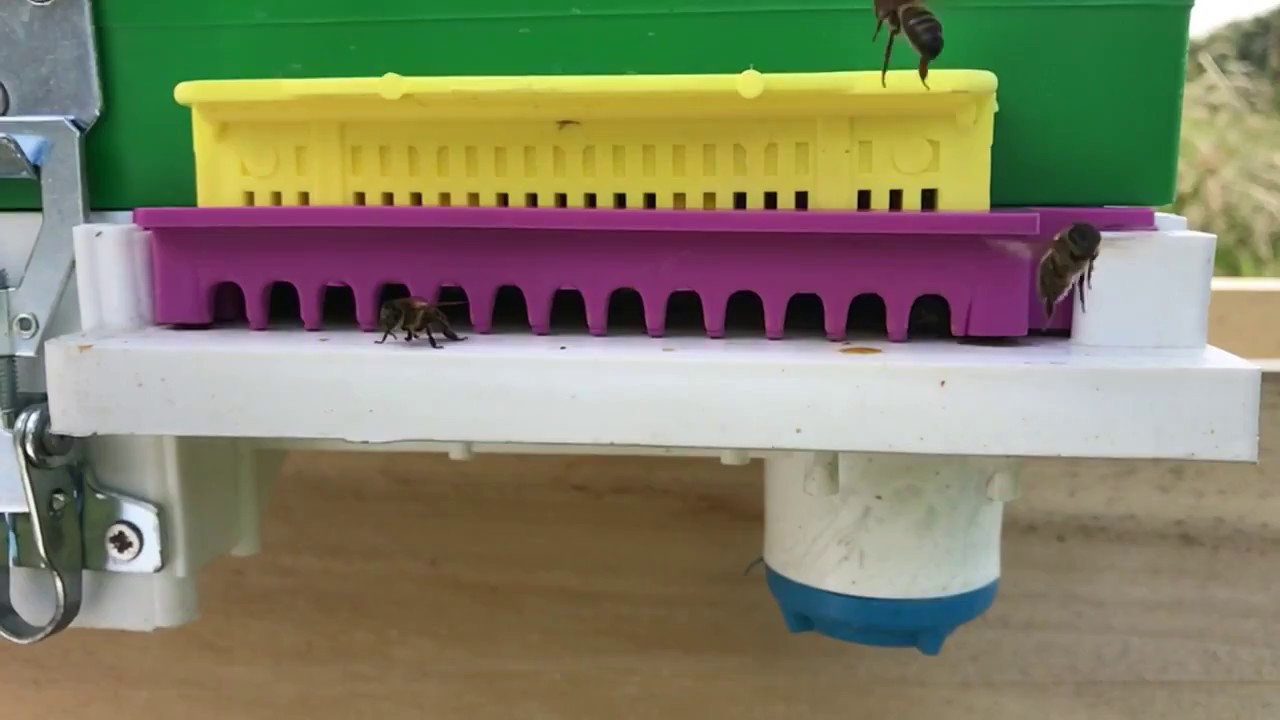 vente essaim abeilles technoset apikulteur