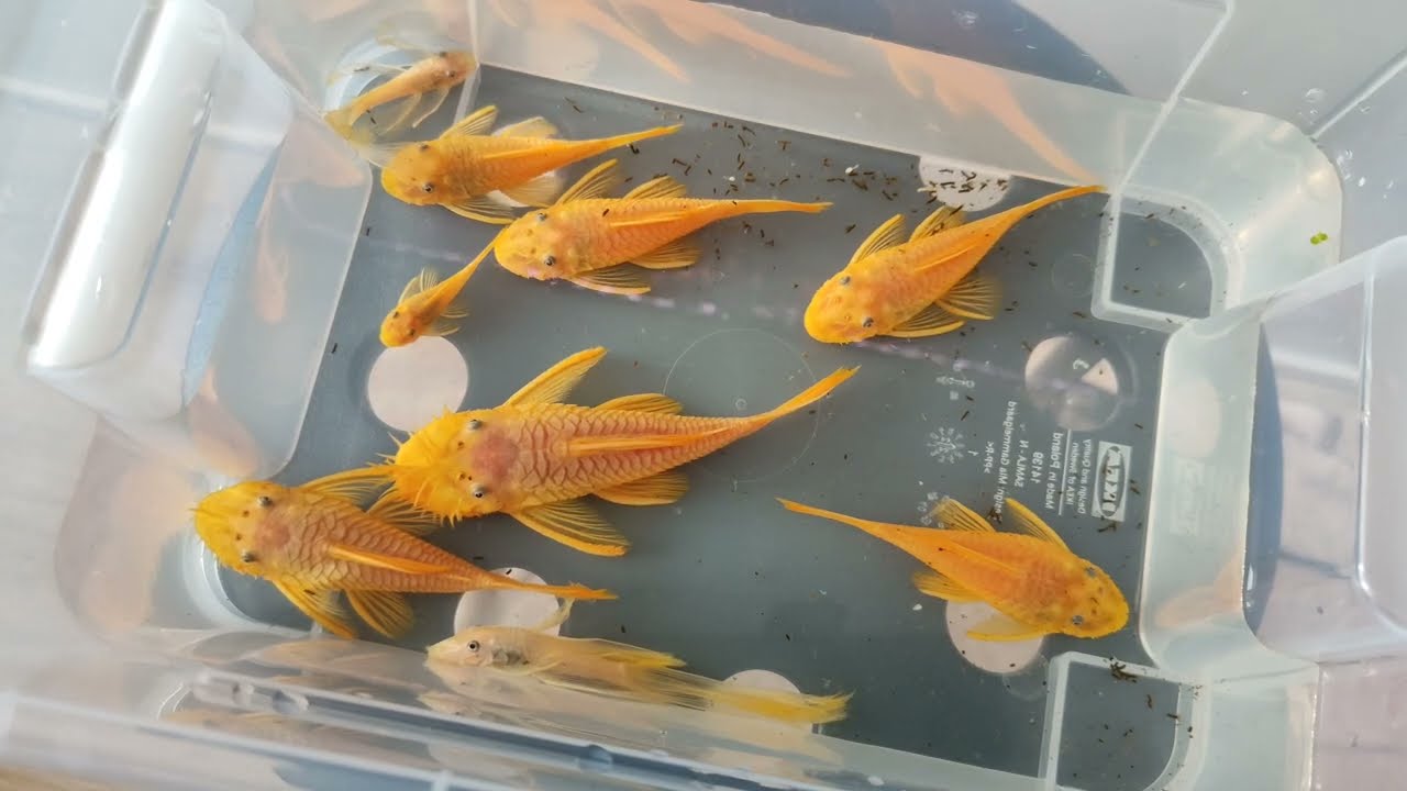 Krótka opowieść o Ancistrusie.