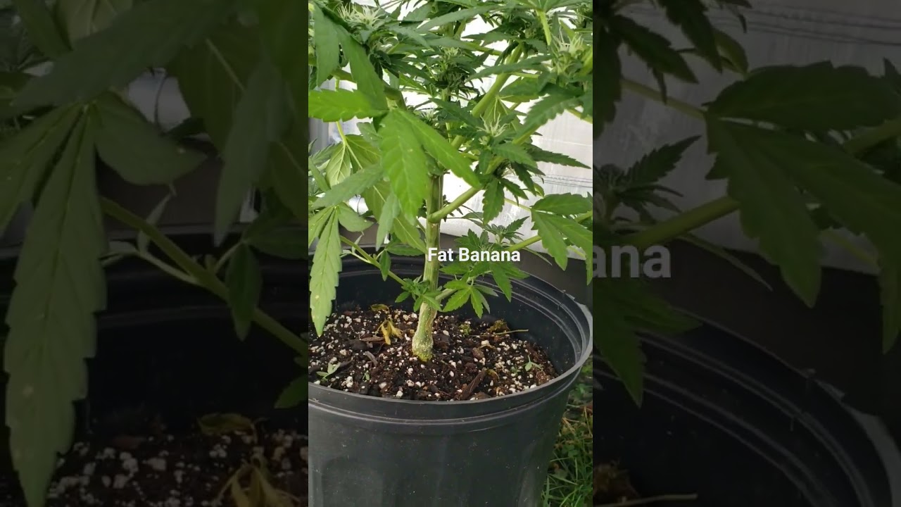 Fat Banana Auto Flower Royal Queen Seeds