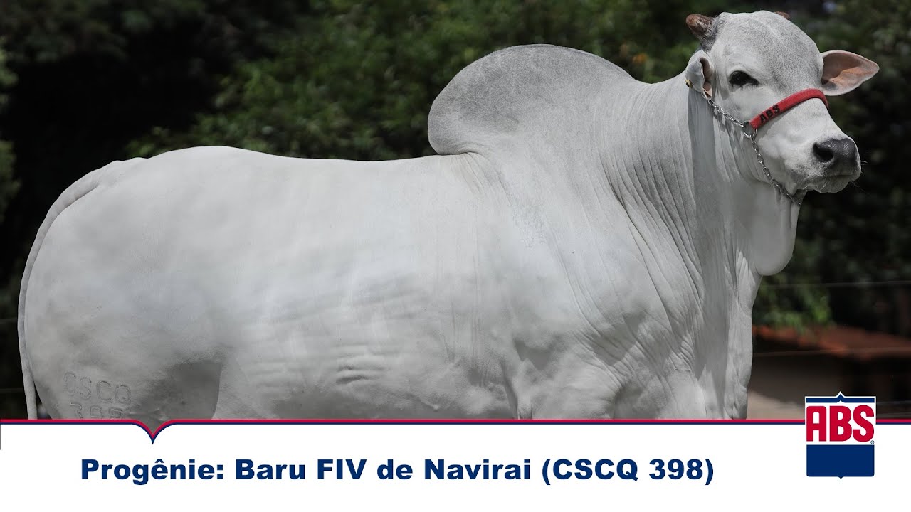 Prog&ecirc;nie BARU FIV DE NAVIRAI (CSCQ 398) - Touro Nelore ABS