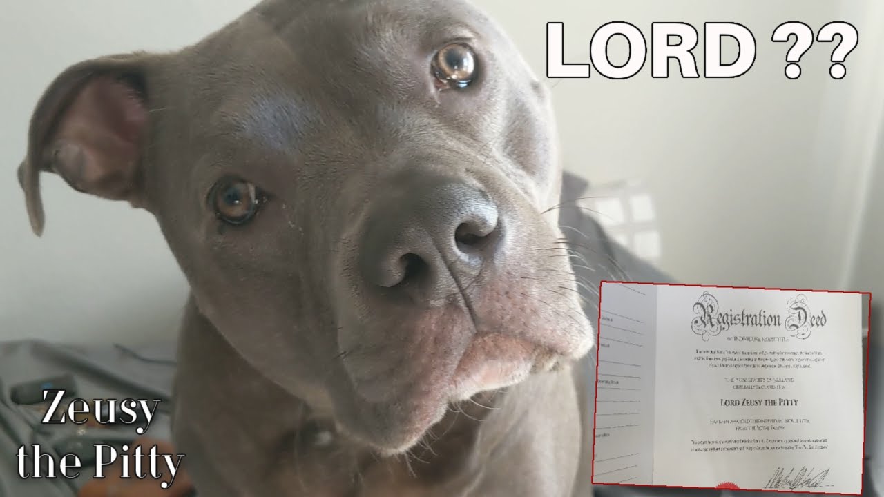 Funny Talking Dog Gets Amazing Gifts Becomes A Lord!