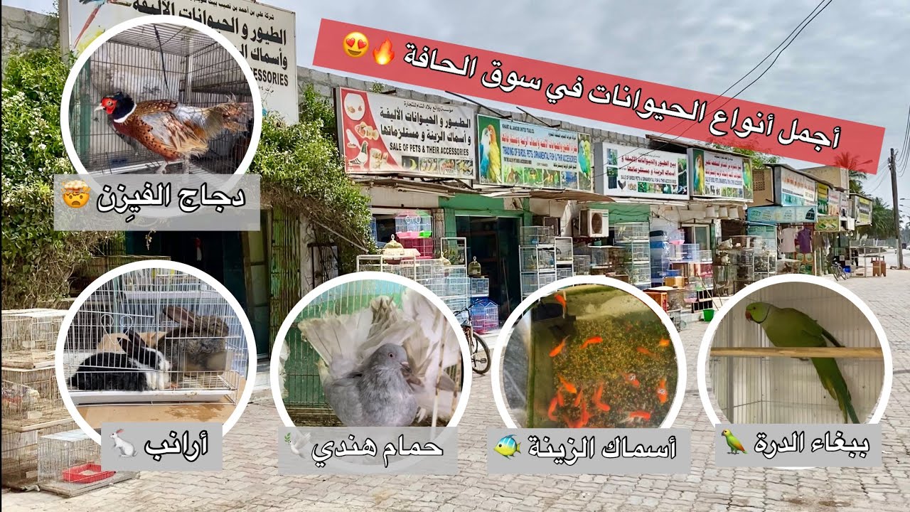جولة في اسواق الحافة لبيع جميع انواع الحيوانات | سلطنة عمان 🇴🇲
